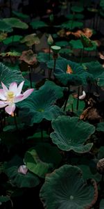 Lotus,Lake,Flowers,Leaves,Flower