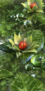 Lotus,Water Lily,Flower,3D