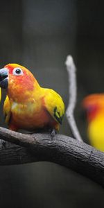 Love,Animals,Branch,Be Moved,Parrots,Kiss,Smile