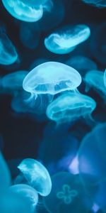 Briller,Jellyfish,Lueur,Luminescence,Animaux,Monde Sous Marin