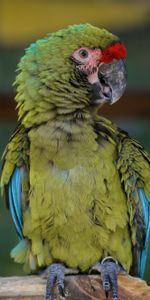 Macaw,Animals,Bird,Parrots