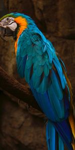 Macaw,Animals,Bird,Parrots