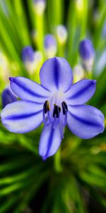 Macro,Agapanthus,Flower,Plant