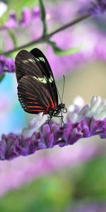 Macro,Animals,Flower,Wings,Butterfly,Pattern