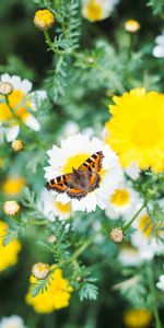 Macro,Schéma,Aile,Fleurs,Ailes,Modèle,Papillon,Animaux