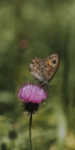 Macro,Animals,Wings,Flower,Butterfly,Pattern