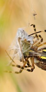 Argiopa Bryunnich,Argiope Brune,Macro,Araignée,Web