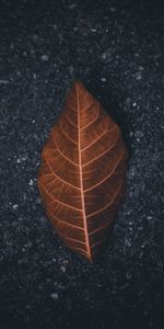 Macro,Asphalt,Dry,Brown,Leaflet