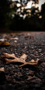 Macro,Asphalt,Dry,Leaves,Autumn