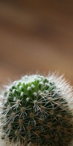 Macro,Espinoso,Mordaz,Cacto,Cactus