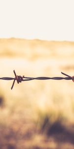 Macro,Barbed,Spiny,Thorns,Spikes,Wire,Barbed Wire