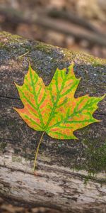 Macro,Bark,Sheet,Leaf,Maple,Autumn