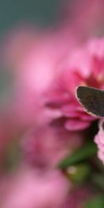 Macro,Beautiful,Flight,Butterfly,Flower