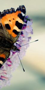 Macro,Beautiful,Flight,Wings,Butterfly,Pattern