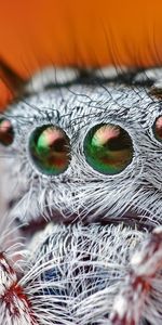 Macro,Beautiful,Spider,Hairy,Eyes