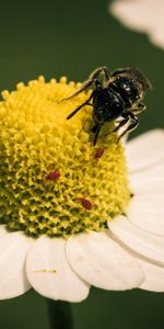 Macro,Pollinisation,Camomille,Fleur,Abeille