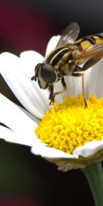 Macro,Bee,Chamomile,Pollination,Flower,Camomile