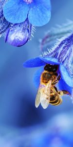 Abeille,Fleur,Macro