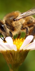 Macro,Bee,Flower,Background