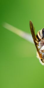 Macro,Abeille,Pollen,Fleur