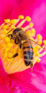 Macro,Bee,Pollen,Petals,Flower