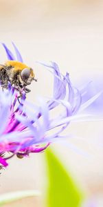 Macro,Pollinisation,Fleur,Abeille