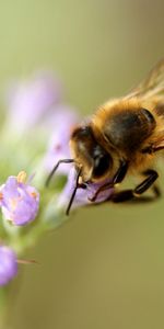 Macro,Bee,Pollination,Flower