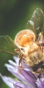 Flor,Macro,Abeja,Polinización