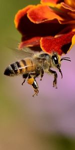 Macro,Bee,Pollination,Honey Bee,Honeybee,Wings