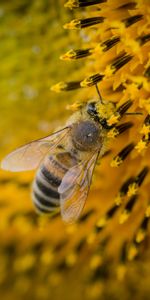 Macro,Bee,Sunflower,Pollination