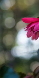 Macro,Begonia,Flowers,Pink,Close Up,Flower