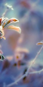 Macro,Berry,Frost,Hoarfrost,Plant,Background,Leaves