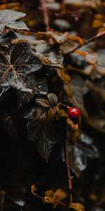 Macro,Berry,Plant,Wet,Leaves