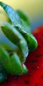 Baies,Macro,Fraise,Baie