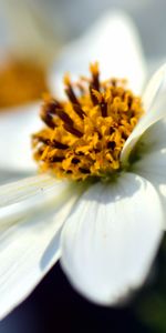 Bidens Ferulifolia,Macro,Fermer,Fleur,Gros Plan