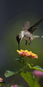 Macro,Bird,Animals,Flowers,Humming Birds,Sunny