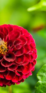 Macro,Bloom,Bee,Dahlia,Flower,Flowering