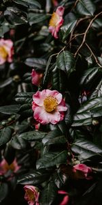 Macro,Bloom,Flowering,Branch,Leaves,Flower