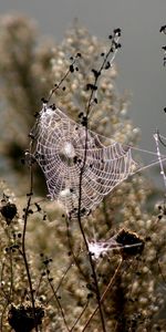 Web,Macro,Suave,Sucursales,Ramas,Planta,Borrosidad