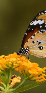 Macro,Blur,Insect,Flower,Butterfly