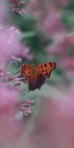 Macro,Blur,Insect,Flower,Smooth,Butterfly