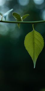 Boquet,Flou,Lisse,Bokeh,Feuilles,Tige,Macro