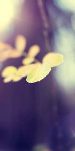 Macro,Lisse,Feuilles,Flou,Bokeh,Boquet