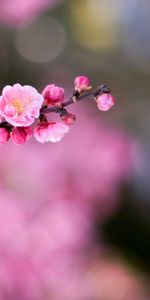 Branche,Boquet,Bokeh,Macro,Lisse,Fleur,Flou