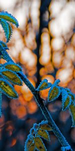 Macro,Blur,Smooth,Branch,Hoarfrost,Frost,Leaves