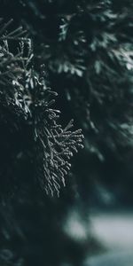 Macro,Blur,Smooth,Branch,Leaves