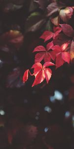 Macro,Blur,Smooth,Branch,Plant,Leaves