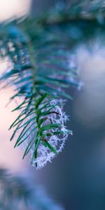 Macro,Lisse,Branche,Épicéa,Sapin,Flou,Gel,Givre