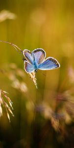 Macro,Suave,De Cerca,Primer Plano,Borrosidad,Mariposa