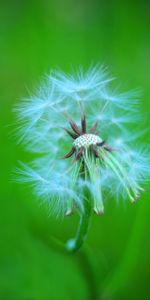 Macro,Suave,Pelusa,Diente De León,Borrosidad